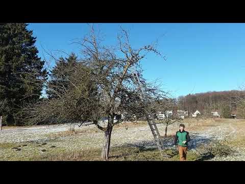 Alten Apfelbaum fachgerecht schneiden