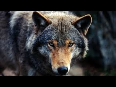 Metsolan Metsäkoulu 121 - LEAN  8 hukkaa