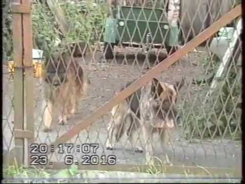 Zabrze Biskupice okiem starej kamery VHS