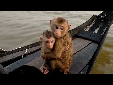 The YouTube Monkey Torture Ring : Part I