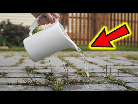 Destroy Weeds in Seconds with Just ONE Drop!