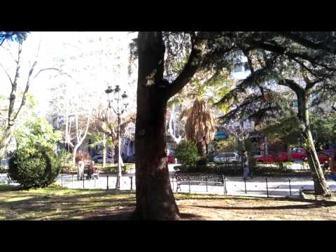 Tara Labradora chocolate trepa arboles