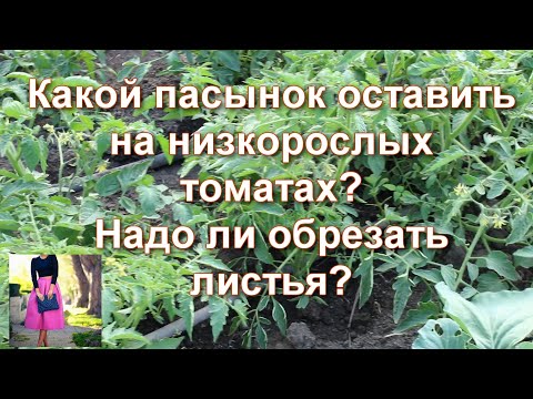 , title : 'Век живи-век учись! Нужно ли пасынковать низкорослые томаты, обрывать листья. Какой пасынок оставить'