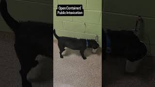 Video preview image #1 Mutt Puppy For Sale in Kennesaw, GA, USA