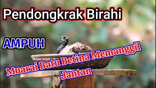Download lagu Memancing Birahi || Burung Murai Batu Betina Memancing Birahi Jantan mp3 Download lagu Memancing Birahi || Burung Murai Batu Betina Memancing Birahi Jantan mp3