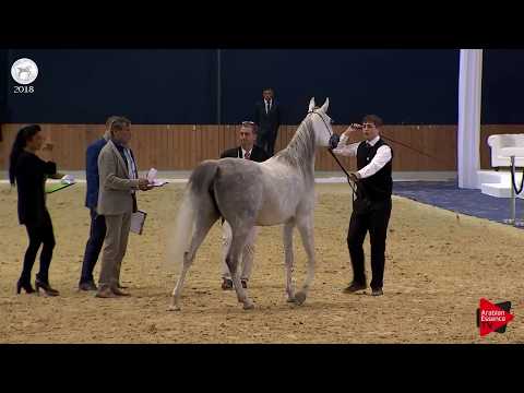 N.41 F JANNAH - SEWC 2018 - Senior Mares (Class 3A)