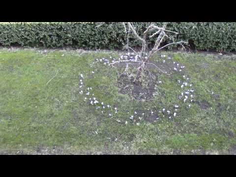 MongoTV_992 - God Søndag 8.April 2018 - Det Er blevet Rigtig Forår Nu