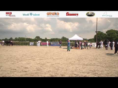 Fokdag | Het Friesche Paard Noord- en Zuid-Holland | 27 juli 2024