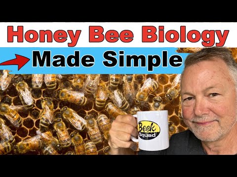 Beekeeping: Understanding Simply Honey Bee Biology