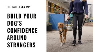 Build your dog's confidence around strangers when out and about | The Battersea Way