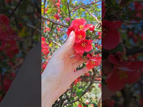 La mulți ani de Florii!