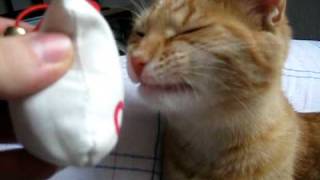 Funny Cat- Reaction to Cat Nip