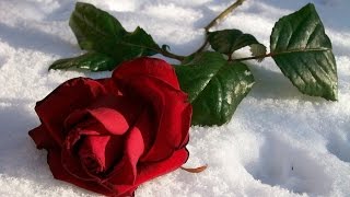 ♥ The Partridge Family ft. Shirley Jones ... Roses In The Snow ♥