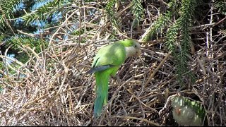 Monk Parakeet - Master-Builder