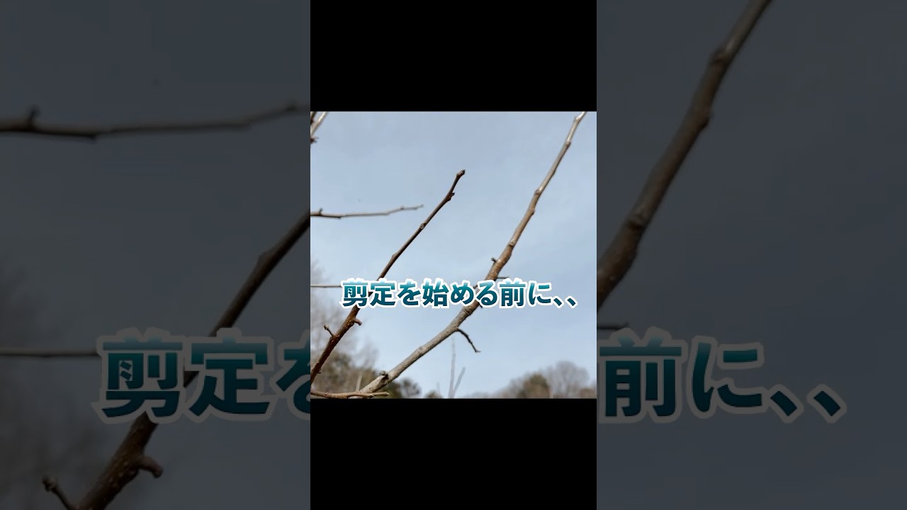 柿の剪定テクニック⑤側枝の更新.1