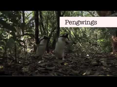 Fail - Benedict Cumberbatch can't say Penguins