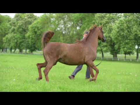 PRIDE OF POLAND 2021 LOT 4. ENOBARIA (QR Marc x Ekliptyka / Ekstern)