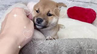 柴犬の動画02