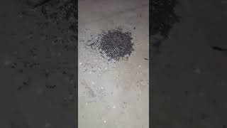 Download lagu SUARA INAP BURUNG WALET - Inap Liur 77 Andi Sufar berikan bukti nyata mp3 Download lagu SUARA INAP BURUNG WALET - Inap Liur 77 Andi Sufar berikan bukti nyata mp3