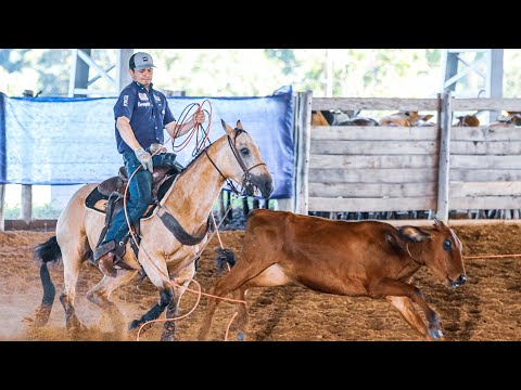 Team Roping in Rodeo Ipameri-GO 2026. Bainho fiel como nunca no pé do boi e na melhor forma física.