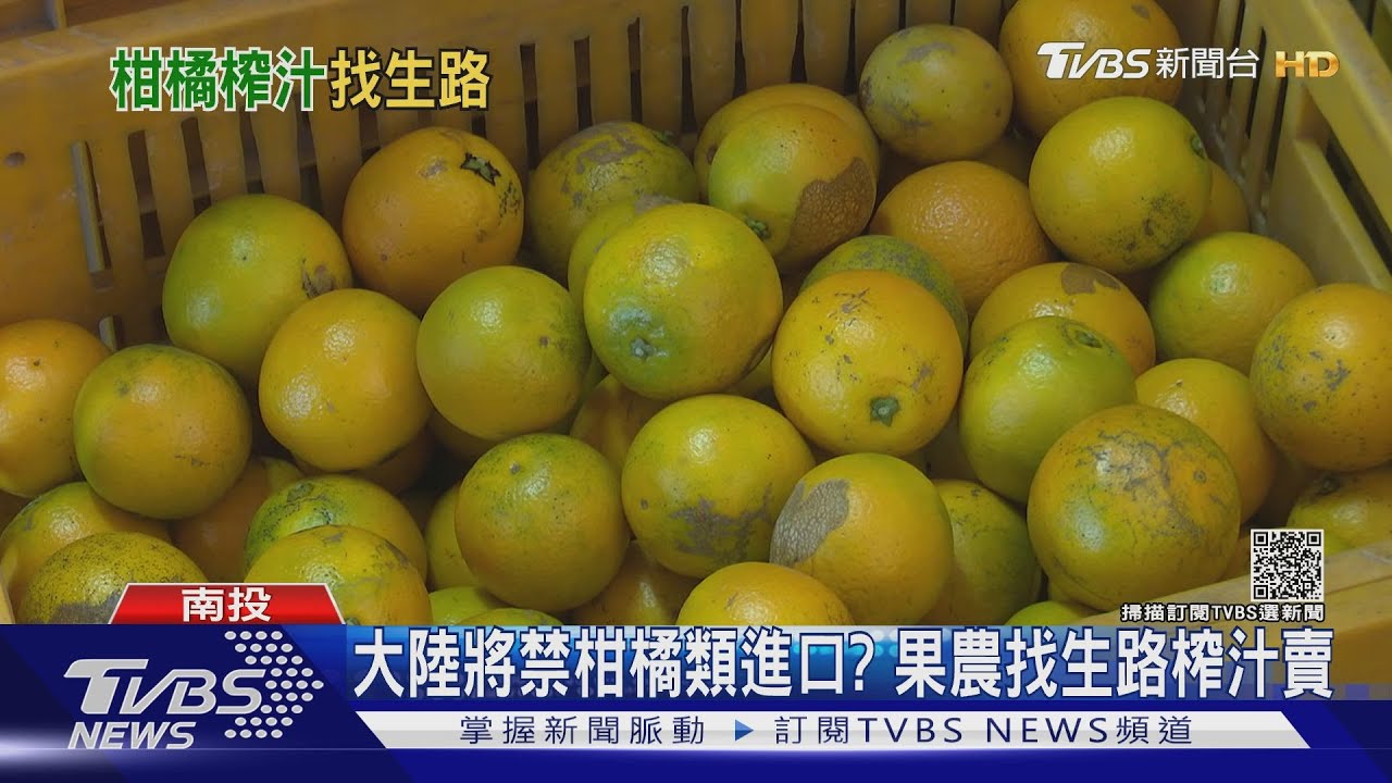 中國將禁柑橘類進口?果農找生路榨汁賣