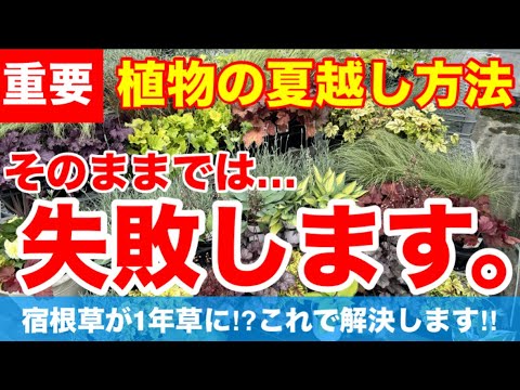 春にゼラニウムを取り出す時期はいつですか？夏の間ずっと花を咲かせるためのお手入れ方法をご紹介します。  庭園