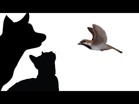 CAT GAMES - WILD WINTER WINGS (FOR CATS ONLY)