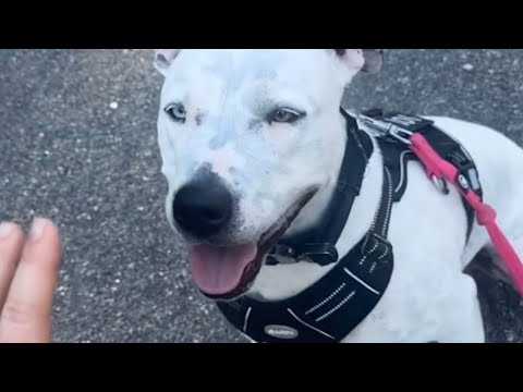 Deaf dog's unbelievable reaction after adoption