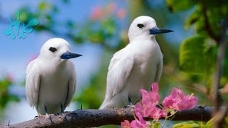 5 Facts About Spring -- Thought Glass #3