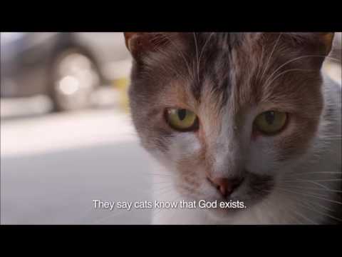 TO BE A CAT IN ISTANBUL