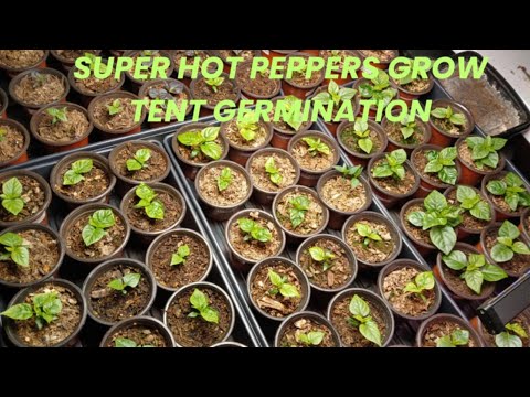 Super-Hot Peppers Germainating from seed in Grow Tent 2025