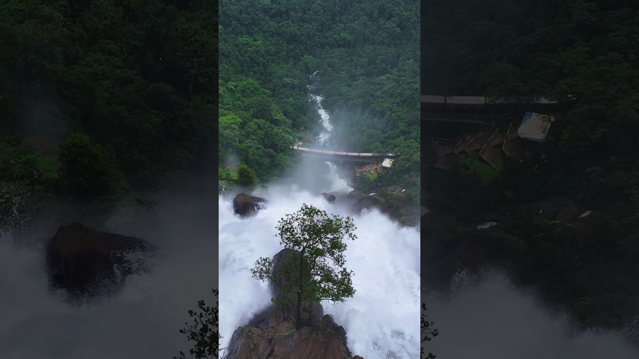 Dudhsagar waterfalls is roaring now. #goa #dudhsagar