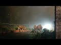 Bison Walking In Kodaikanal