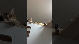 あとずさりキャット #shorts