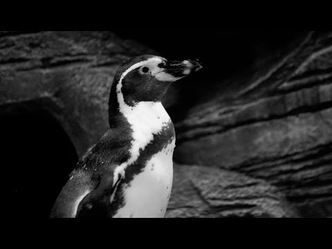 Пингвинарий-обезьянарий. Новосибирский з