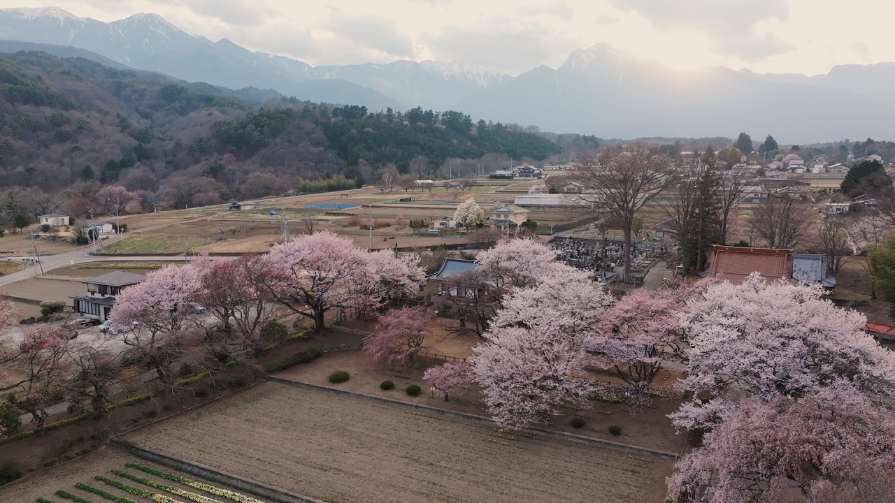 日本三大桜『山高神代桜』2026年の桜リアルタイムドローンライブ配信/Japan's Three Great Cherries — Yamataka Jindai Zakura