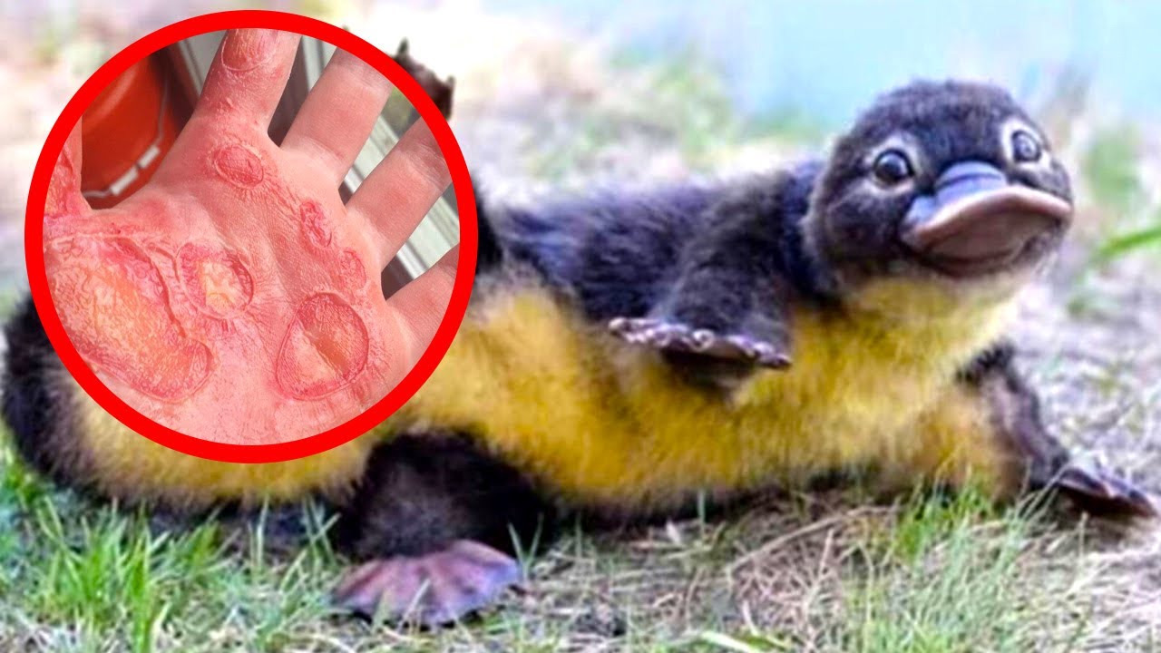 Animais Fofos Que Podem Te Matar