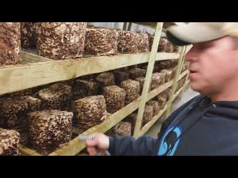 Growing shiitake mushrooms- how I get amazing pin sets