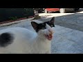 Cat With Cow Markings Meows Very Loudly Because She Is So Hungry
