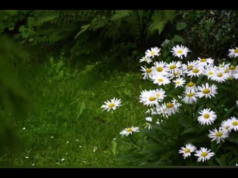 soul "(Музыка для души )