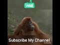 Funny Monkey Panjabi Dance Must Watch