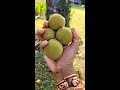 Collecting Green Walnuts to Make a Tincture