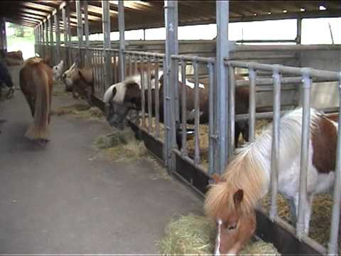 Stutteri Vestmose, Ein unvergessliches Erlebnis