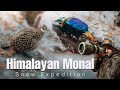 Himalayan Monal A Colorful Beauty In The Wild