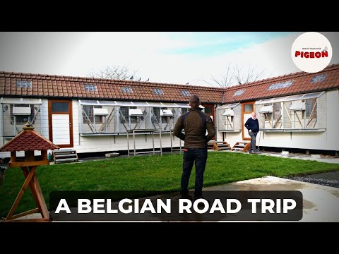 , title : 'Collecting Belgian Racing Pigeons'