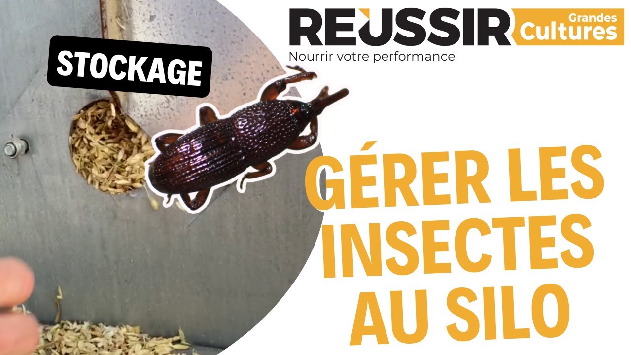 Stockage : 4 conseils pour gérer les insectes dans le silo