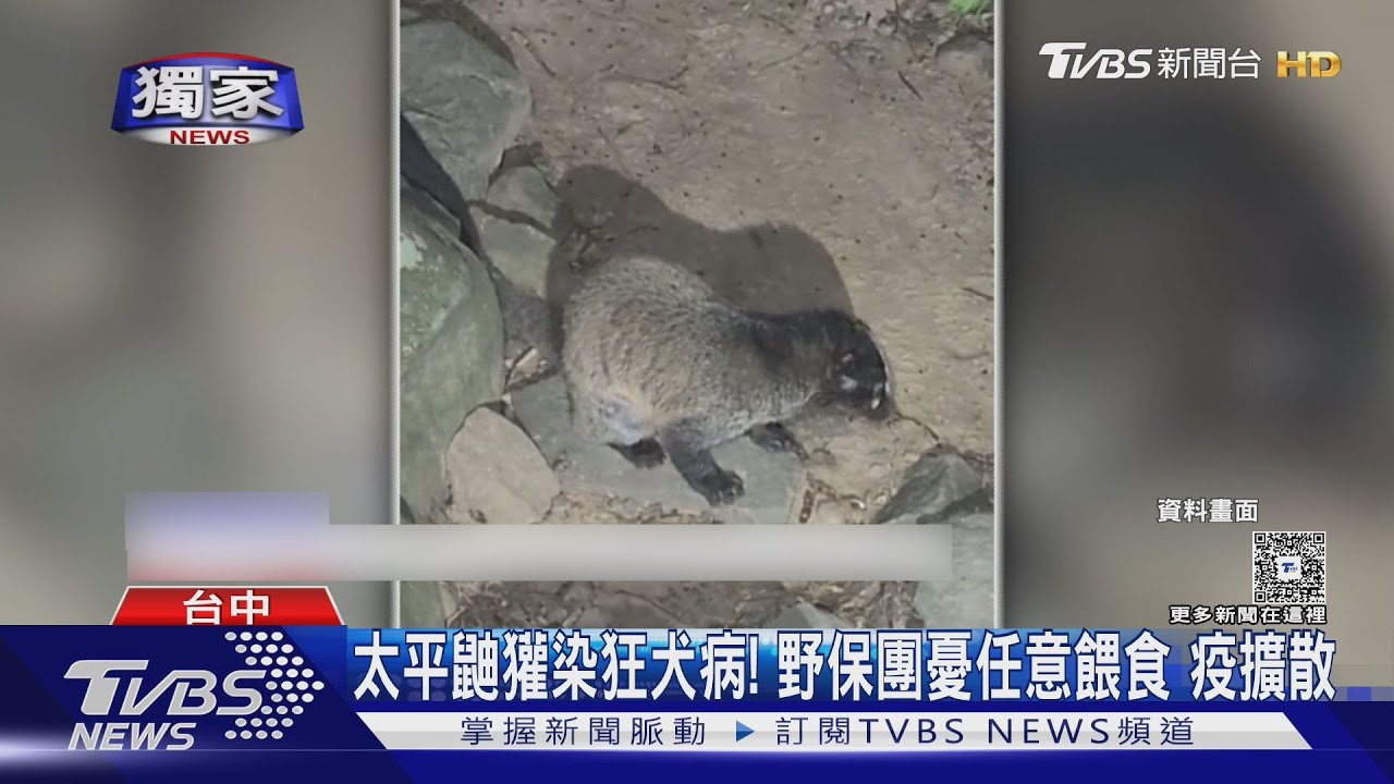 鼬獾染狂犬病!闖入太平農場暴斃 「餵食點」恐加速疫情擴散