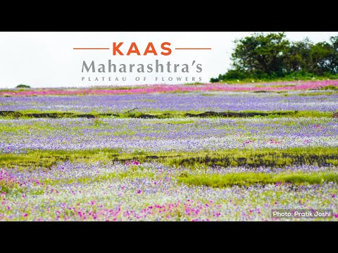 Discover Kaas Plateau: Maharashtra’s Magical Pleateau of Flowers| Western Ghats|@RoundglassSustain