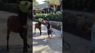 Download lagu kuda mini super jinak #shorts #fyp mp3 Download lagu kuda mini super jinak #shorts #fyp mp3