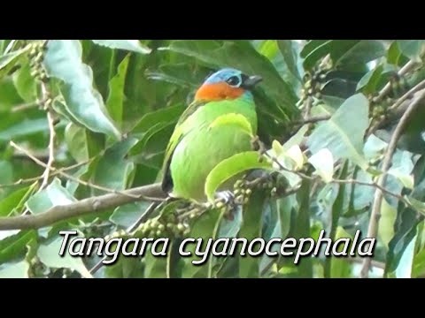 Tangara červenokrká (Tangara cyanocephala) — starostlivosť, voliéra a kŕmenie